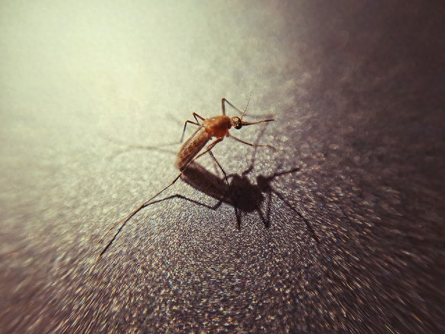 佛山投數千滅蚊魚 1條1天滅蚊438只