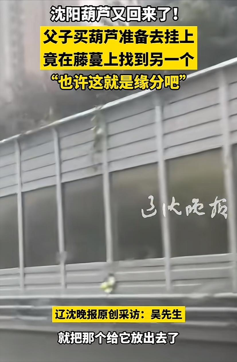 沈陽(yáng)“高架網(wǎng)紅葫蘆”被摘