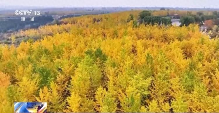 多地秋天“遲到早退” ,秋季為何越來越短了?